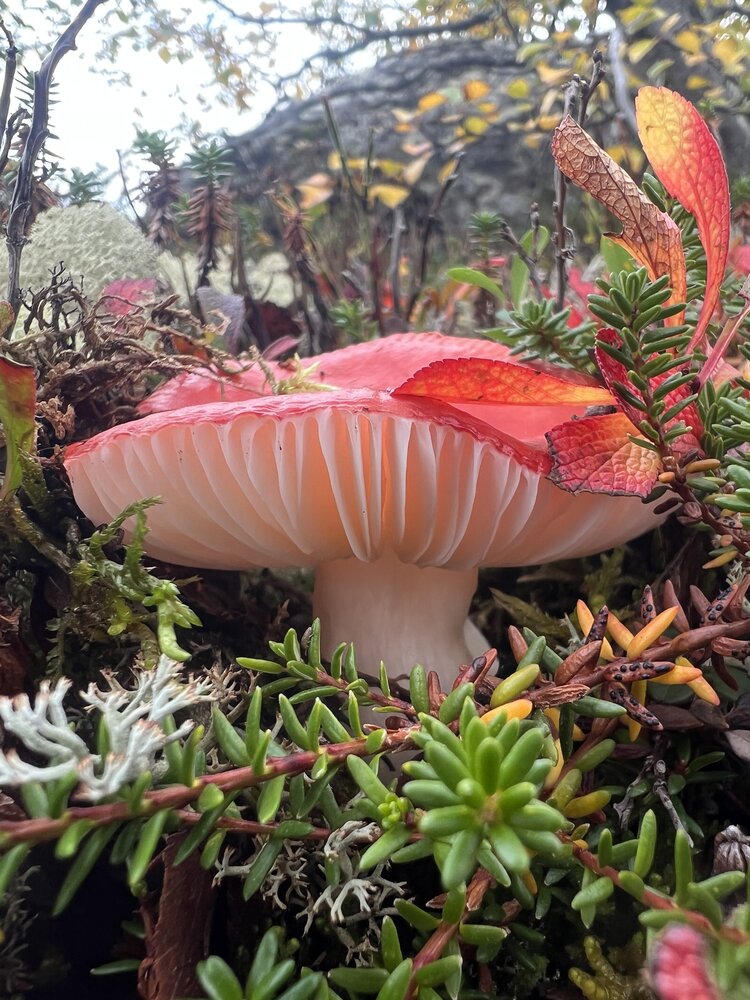 Photograph by Александра Акси