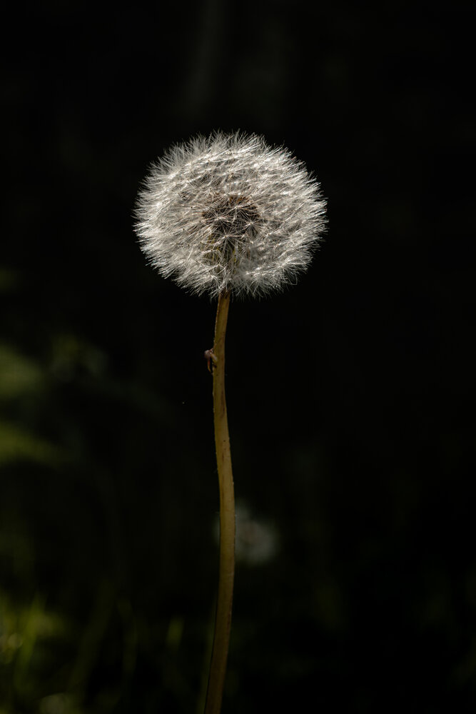 Photograph by Enrika Čepulienė