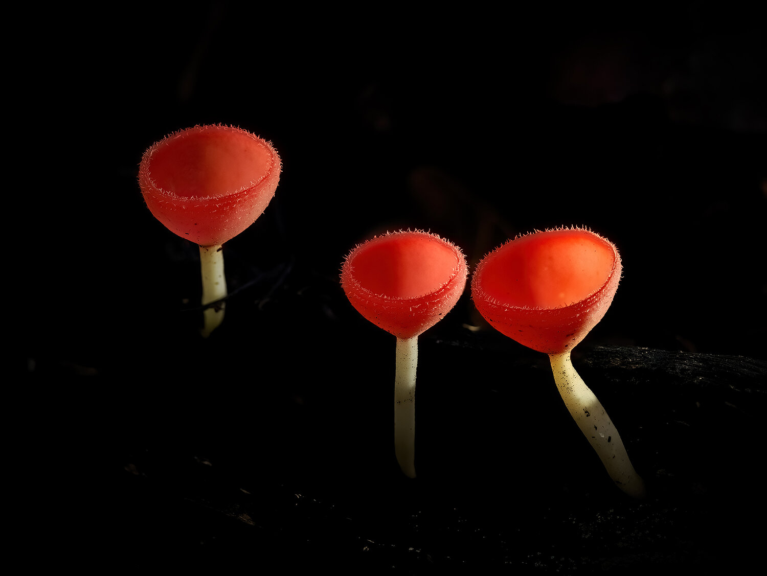 Three Cups of Scarlet