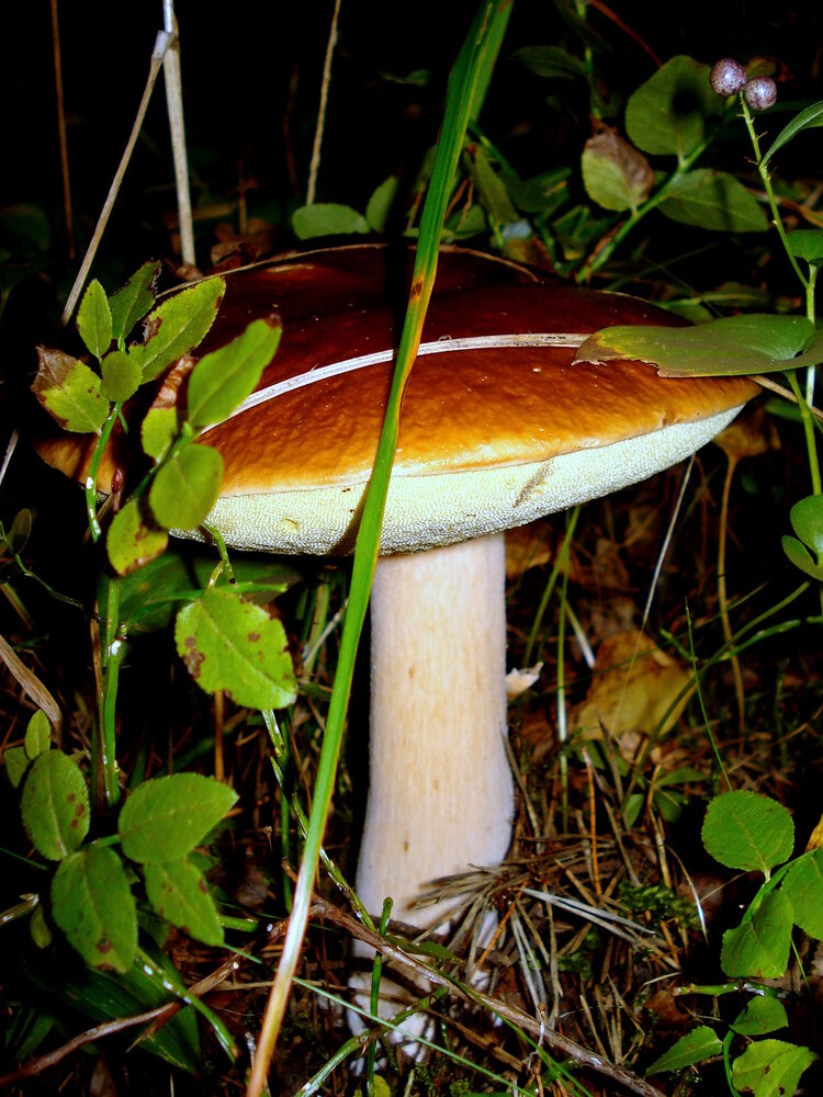 Photograph by Алексей Макаров