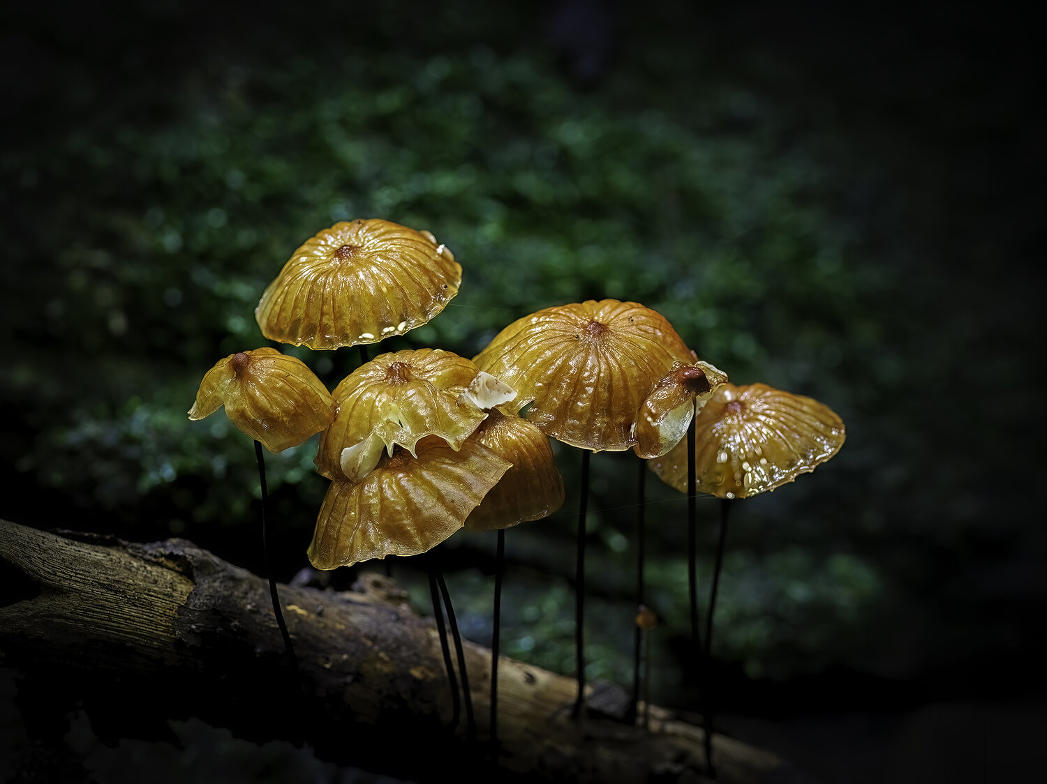 Golden Gathering