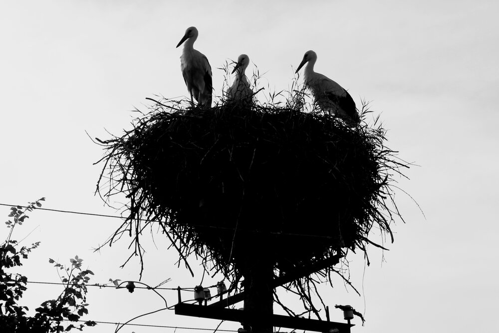 Photograph by Ольга Рыбина