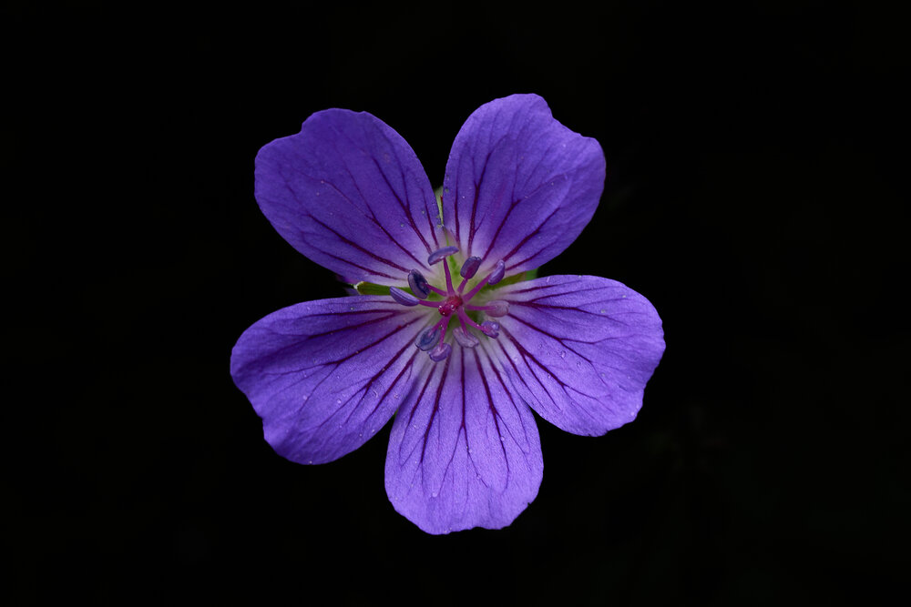 Photograph by сергей воробьёв