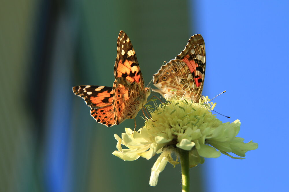 Photograph by Сергей Кульков