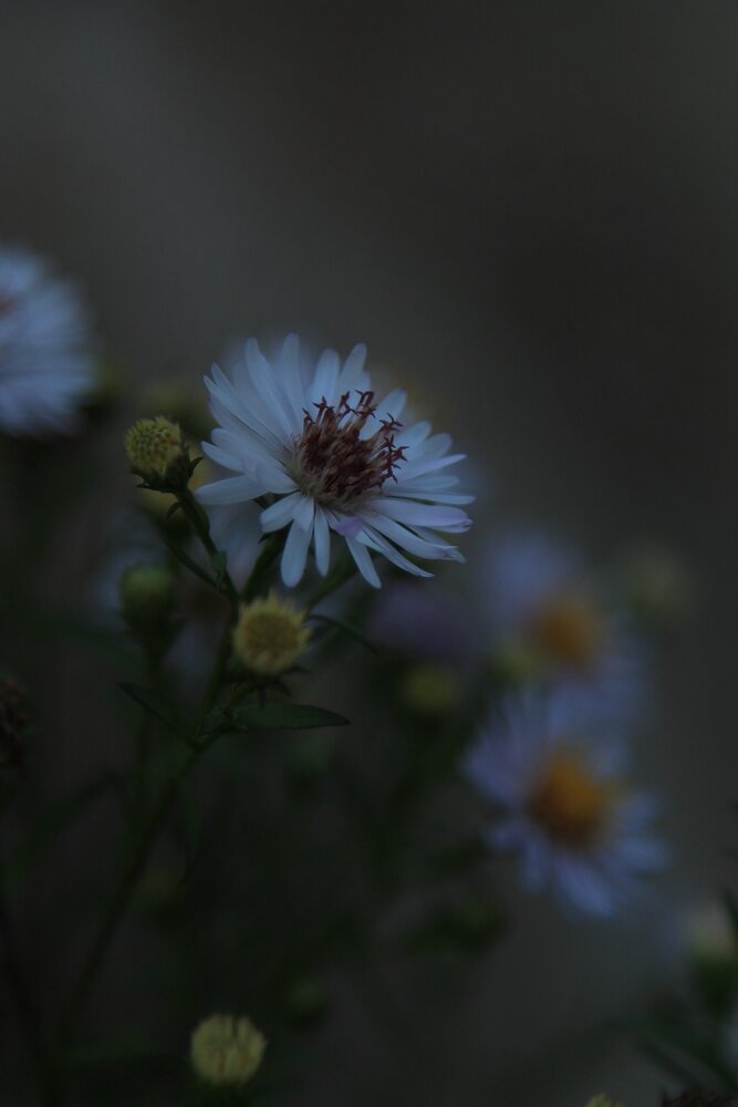 Photograph by Виктория Хмара