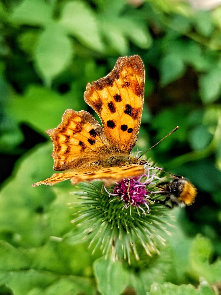 Photograph by Елена Бадзюх