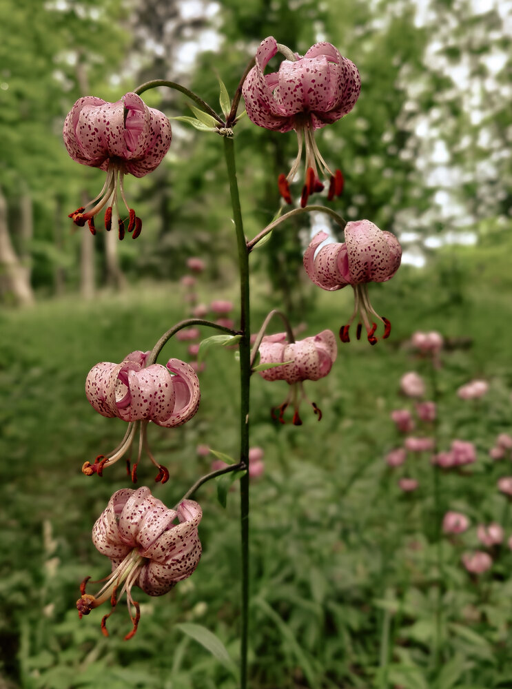 Photograph by Екатерина Народицкая
