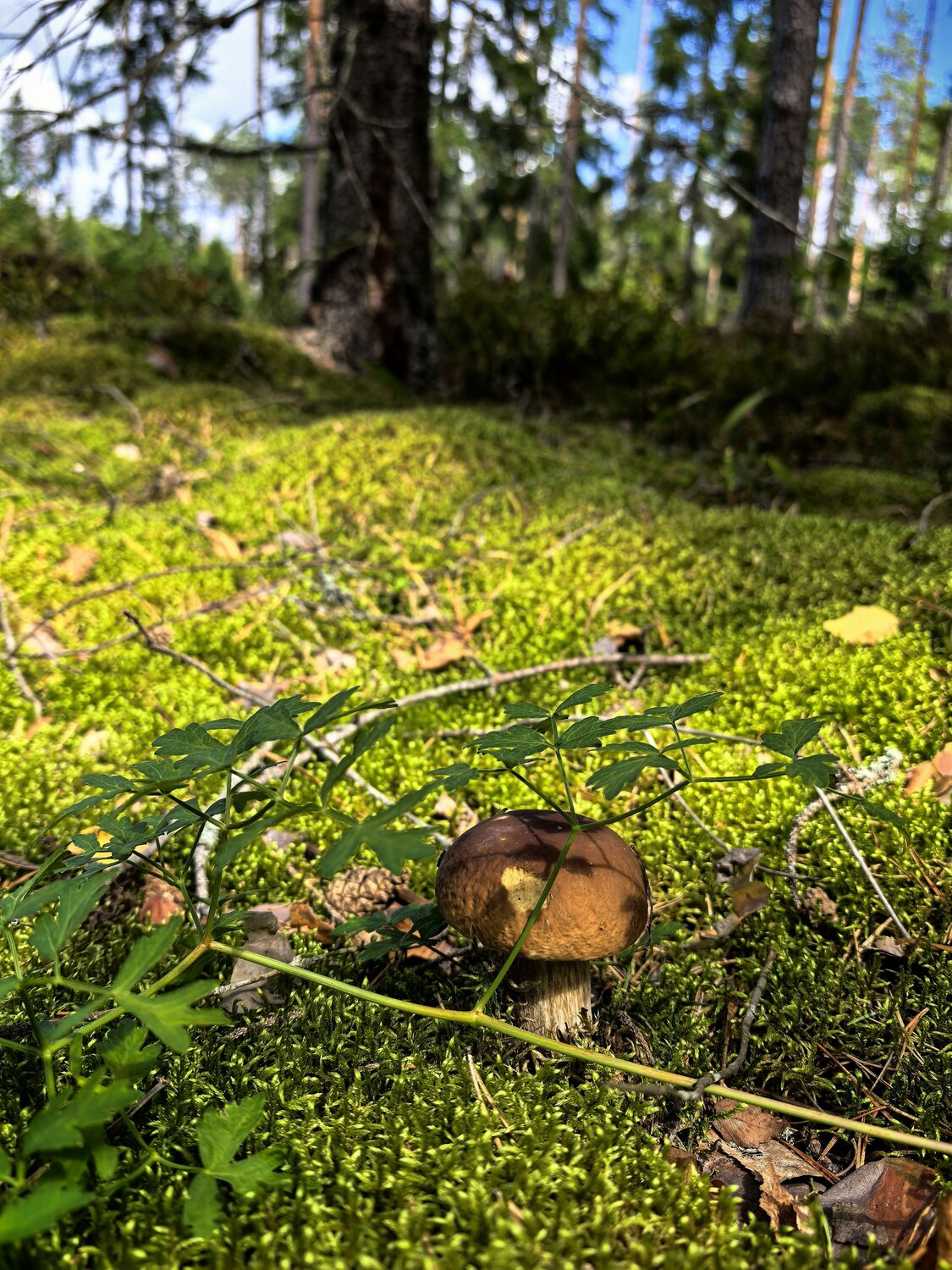 Photo #13917264