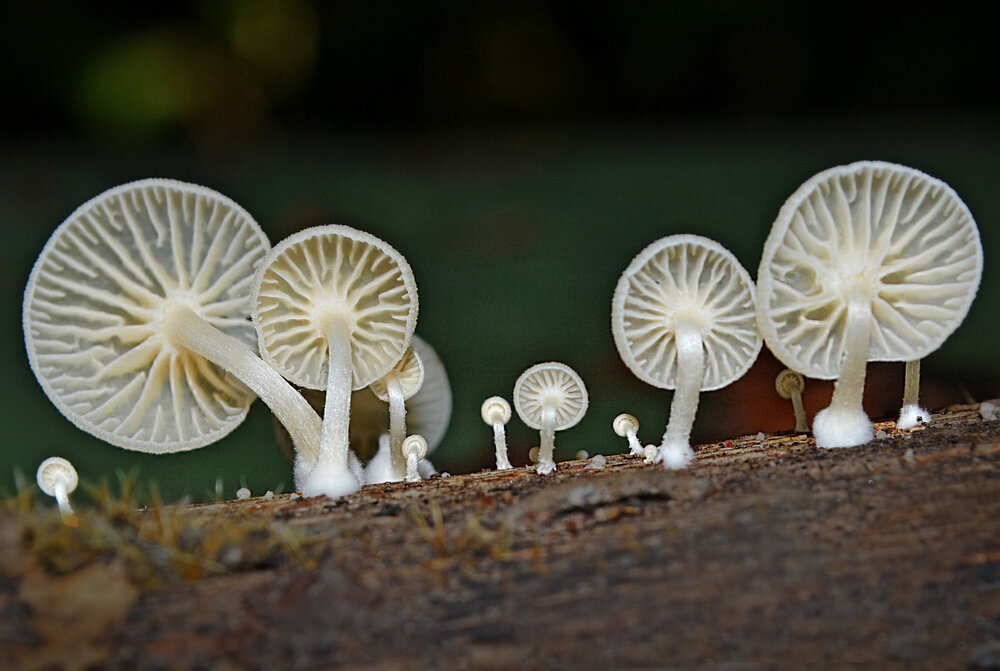 Photograph by CHINMOY BISWAS