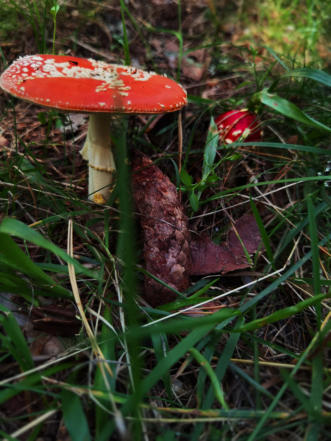 Photo #13917307