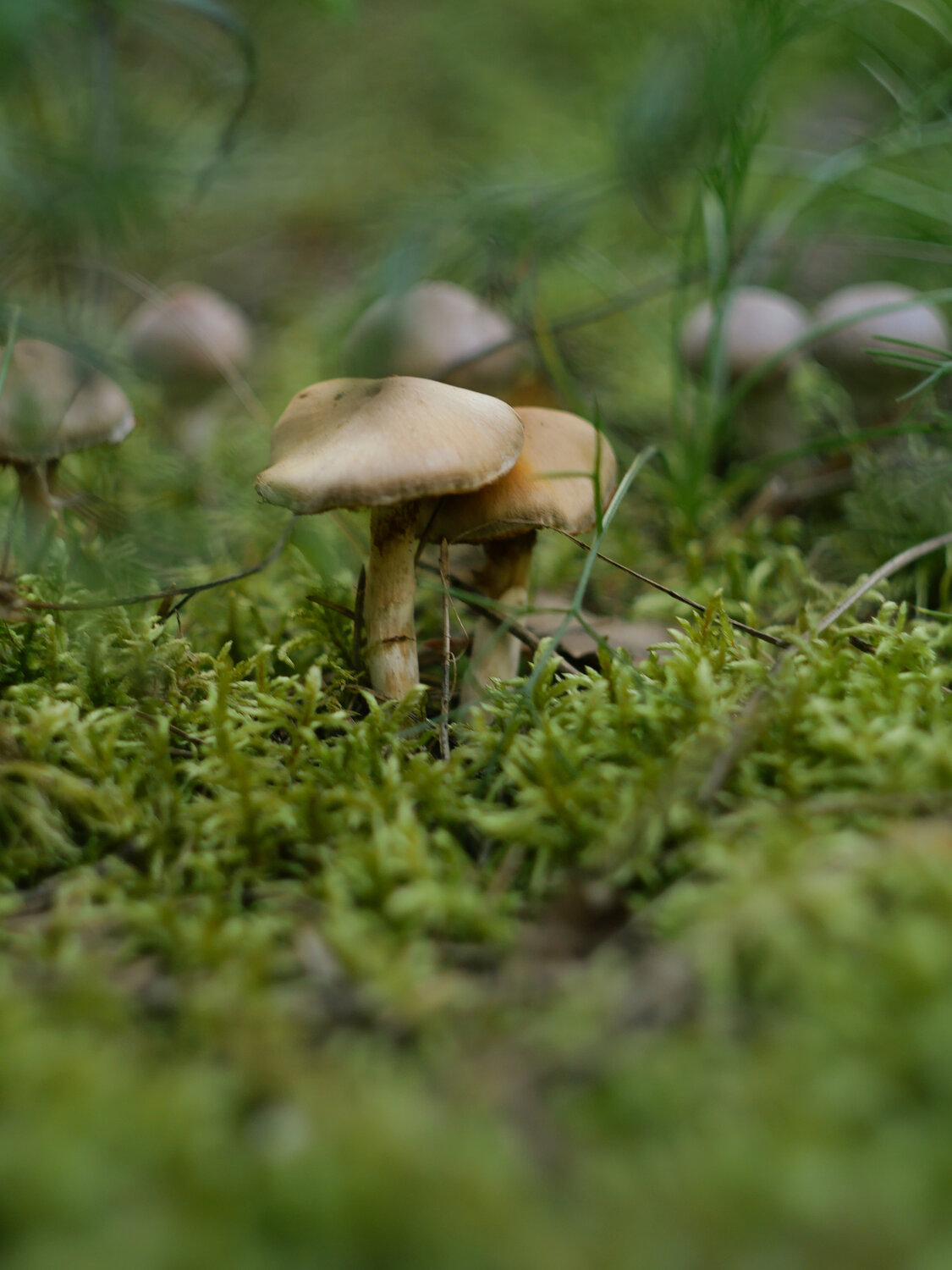 Photo #13917311