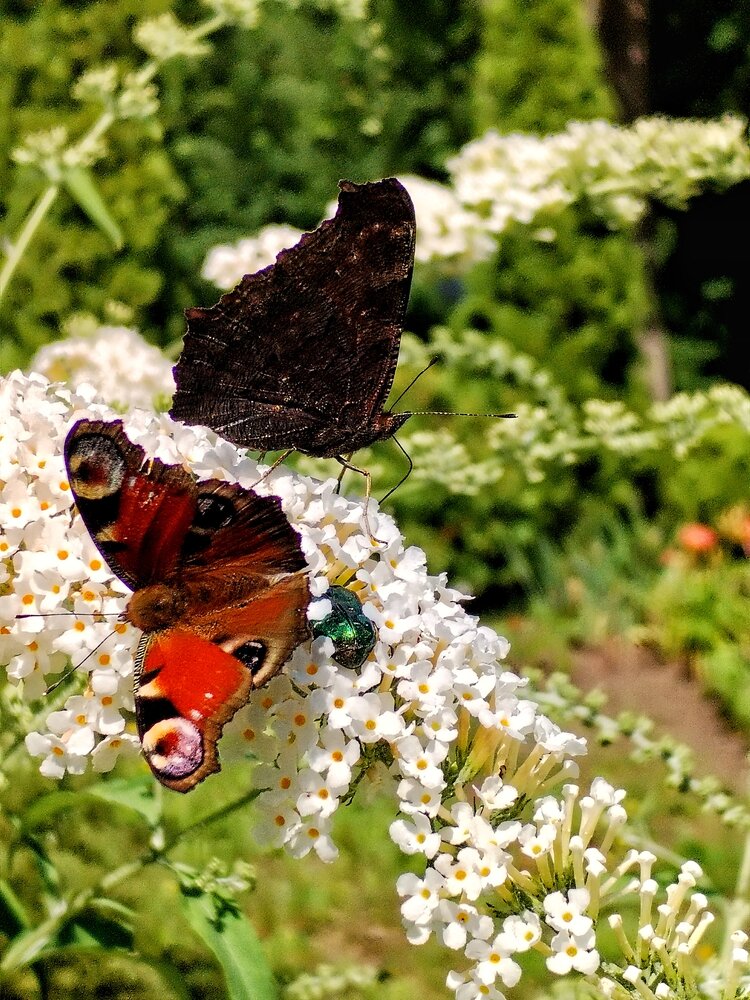 Photograph by Елена Бадзюх