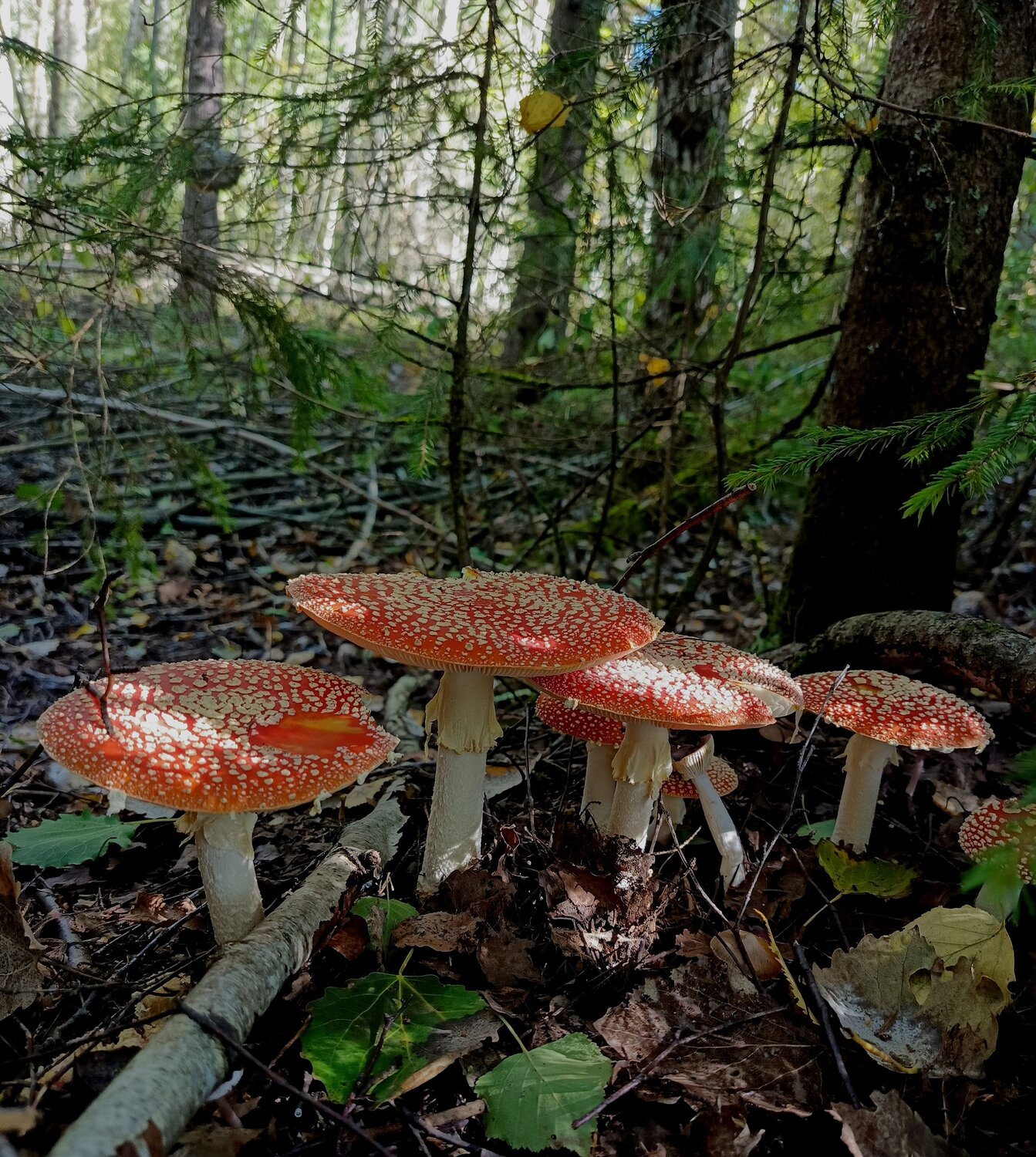 Photo #13917345