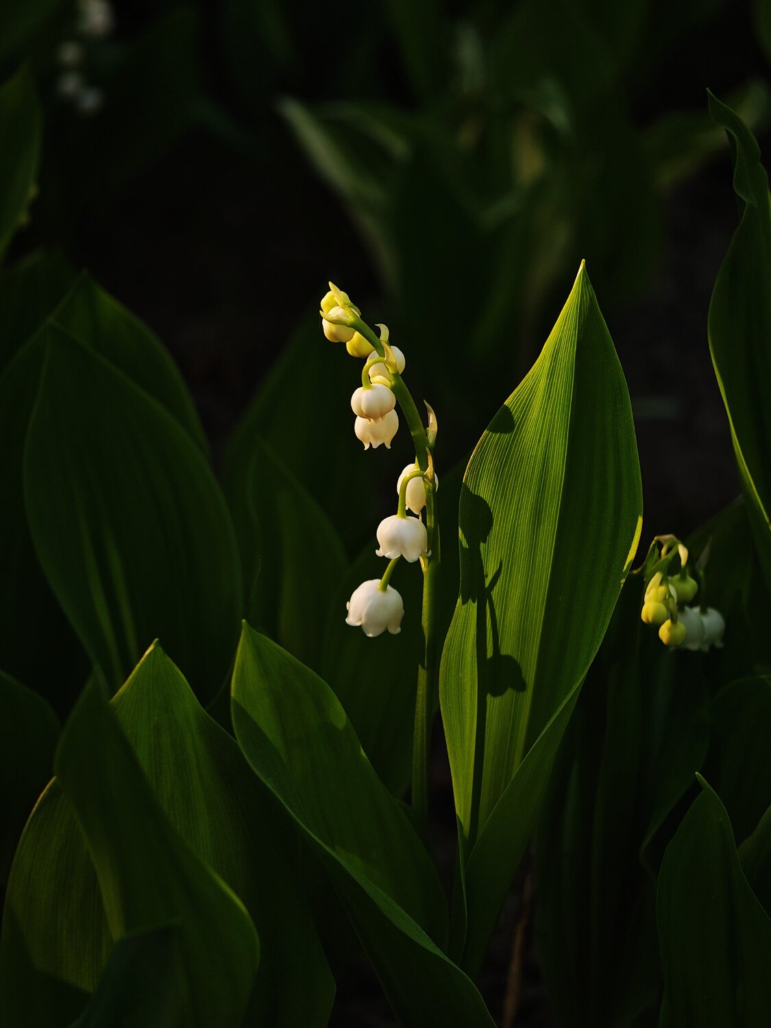 Photo #13917359