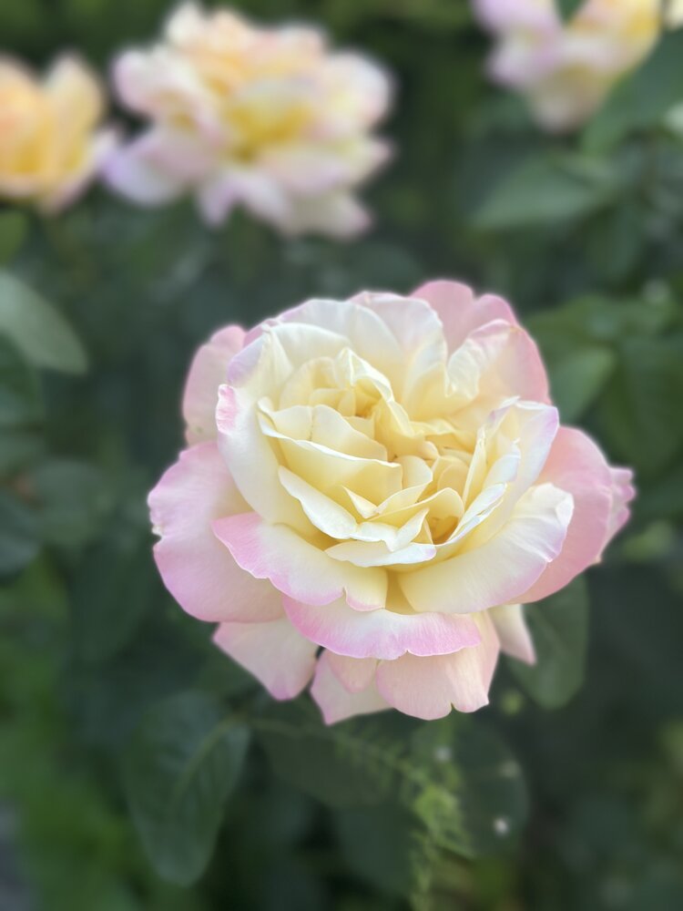 Photograph by Карапетова Илона