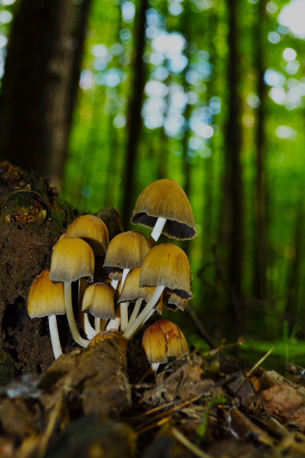 Photo #13917425