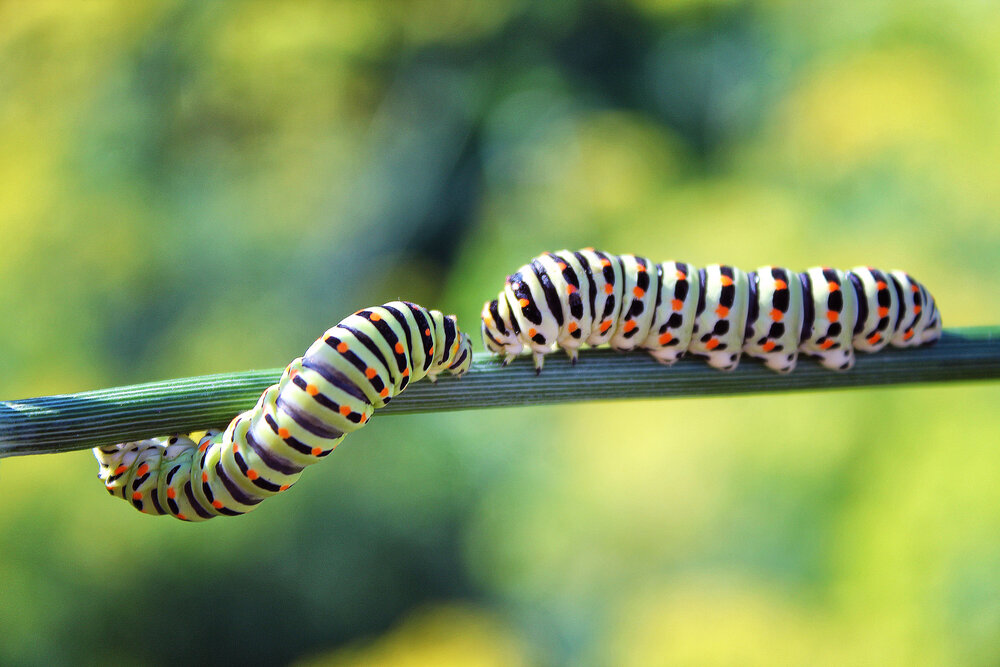 Photograph by Vitaliy Saposhnikov