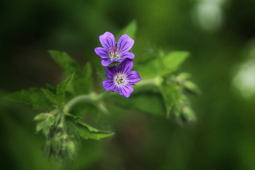 Photograph by Виктория Хмара