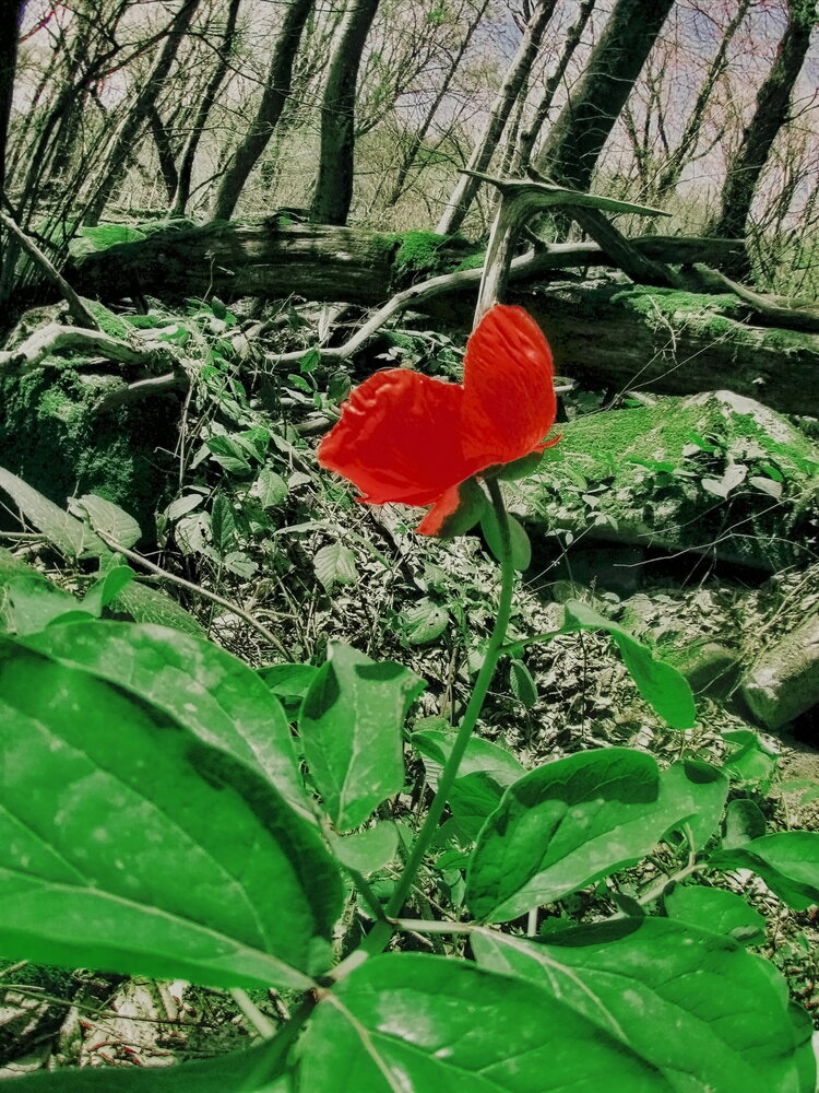Photograph by Roman Popov