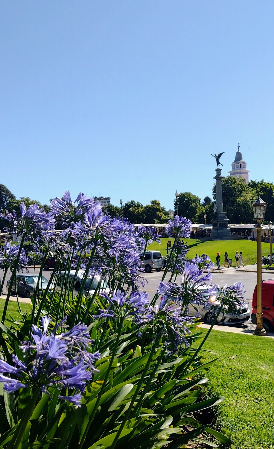 Agapantus en plaza Francia.