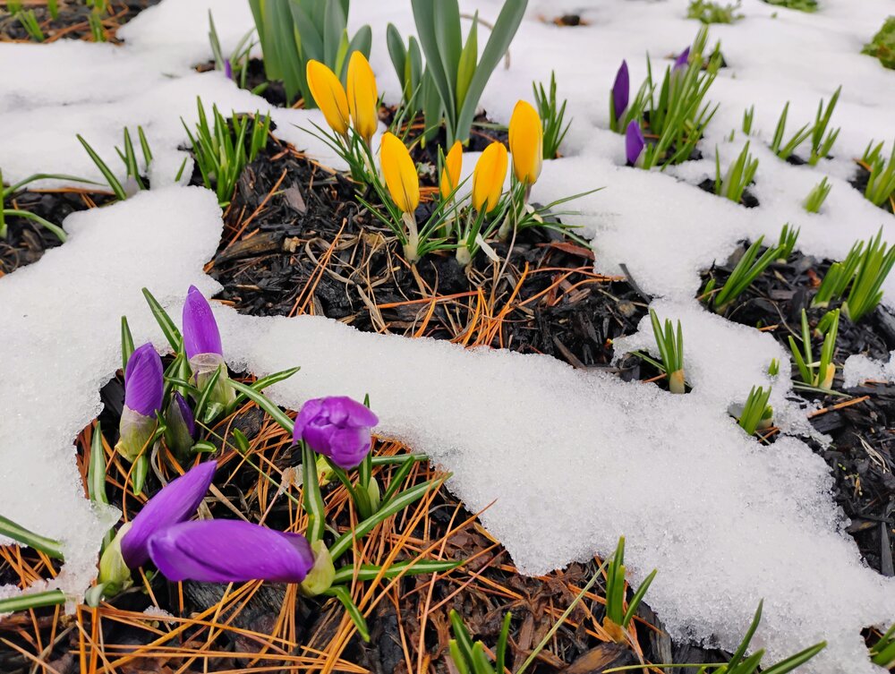 Resilience in Bloom