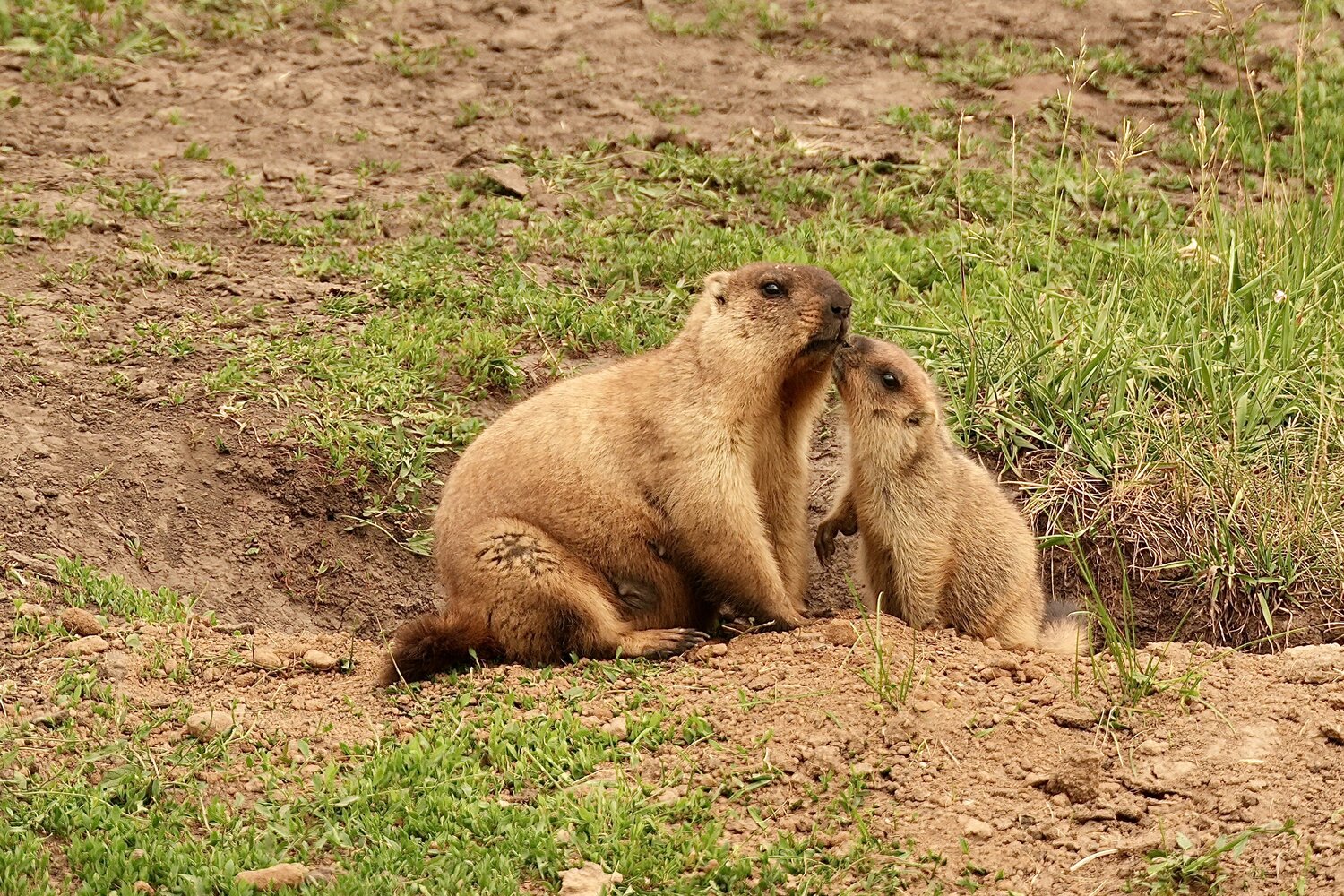 Мамин любимчик. Мамин любимчик.