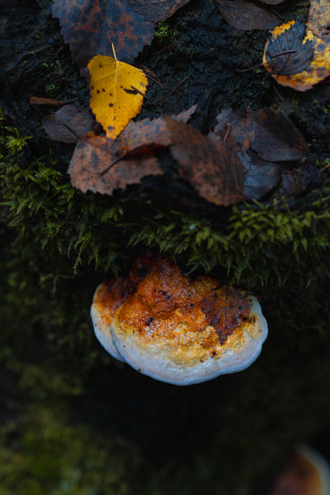 Photograph by Герман Крупенин