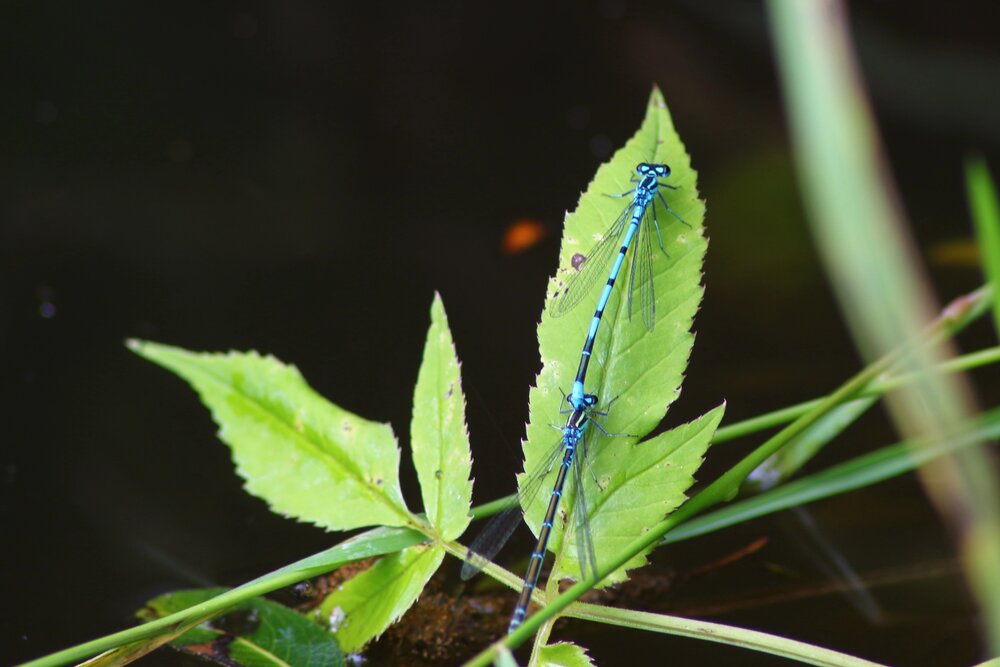 Photograph by Елена Наленч