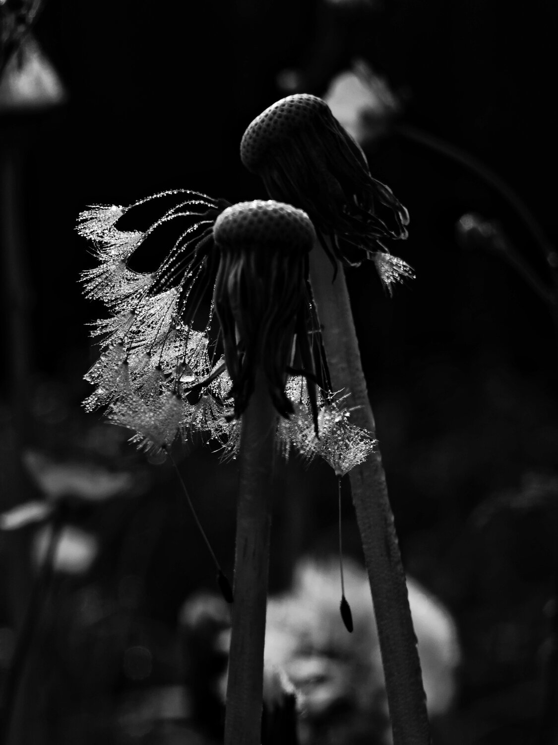 Photo #13917754