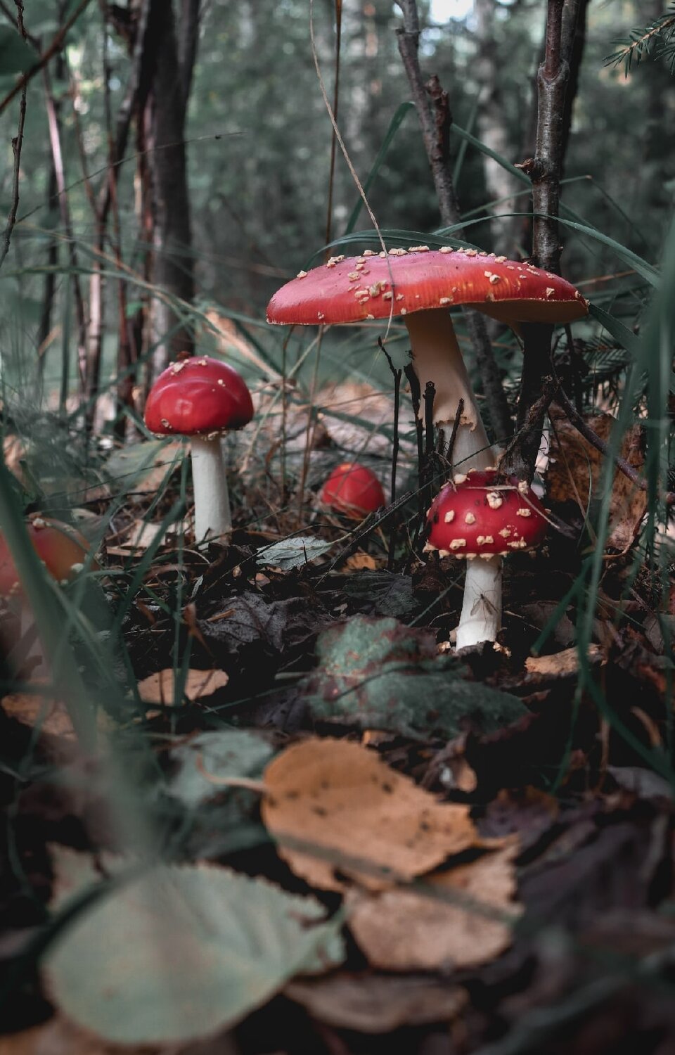 Photo #13917831