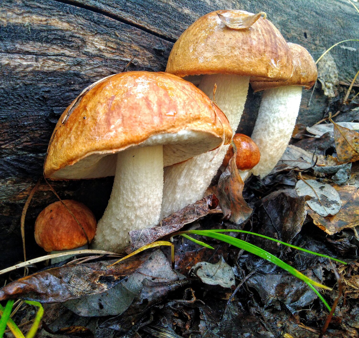 Photo #13917950