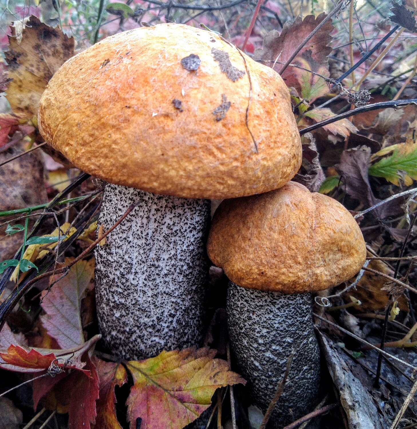 Photo #13917952