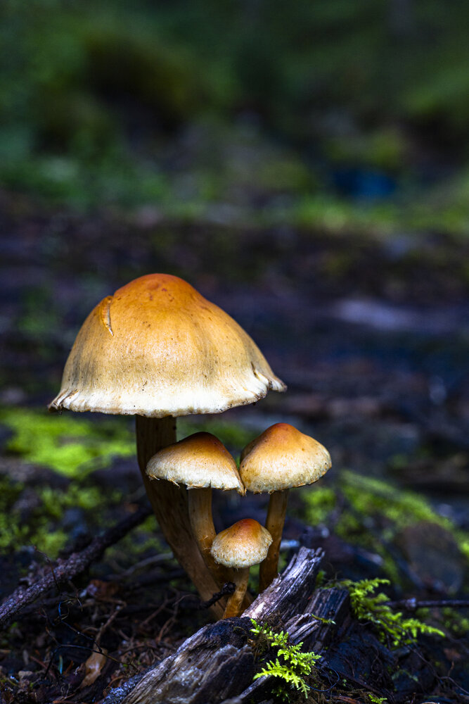 Photograph by Jorge Antonio Manjarrez Castellanos