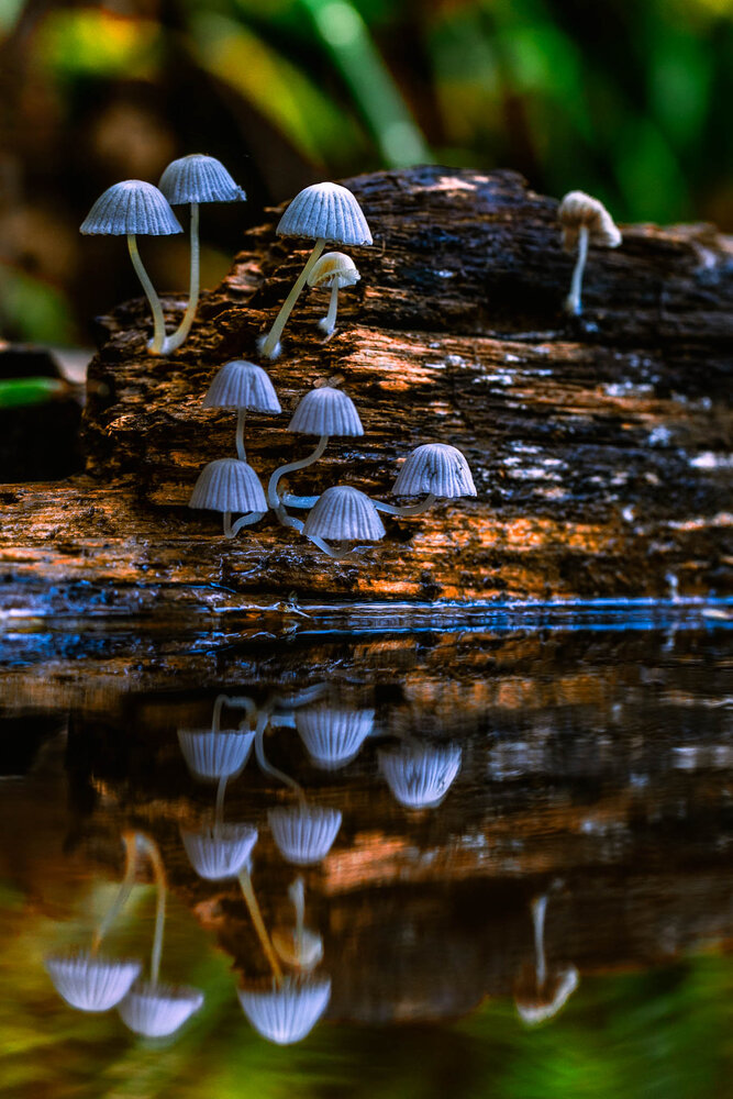 Photograph by Jorge Antonio Manjarrez Castellanos