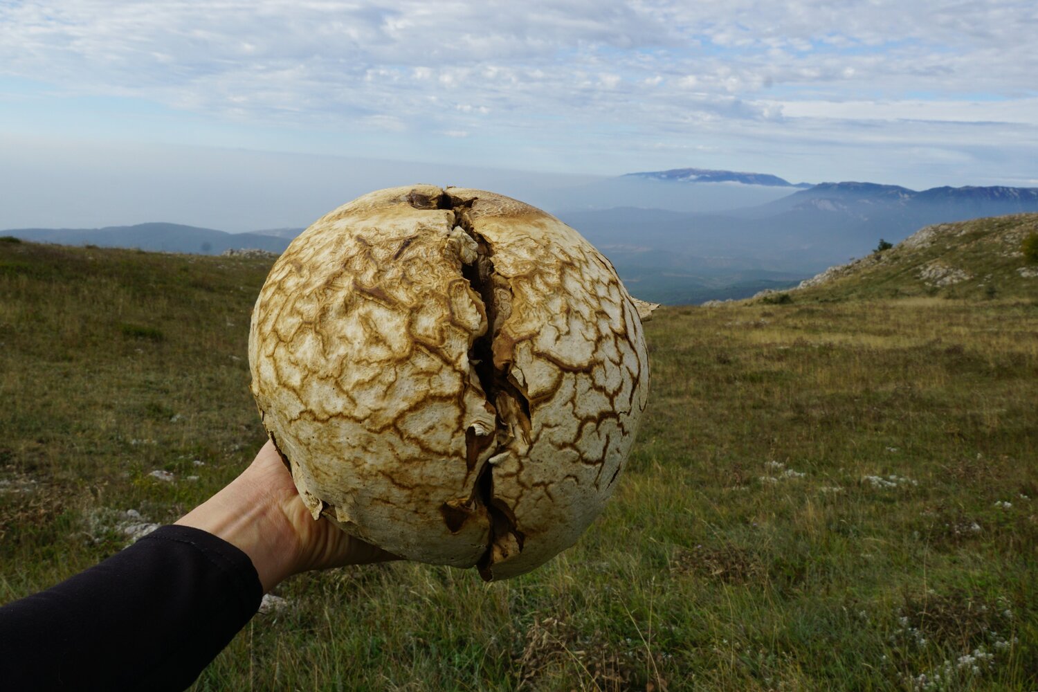 Photo #13918092