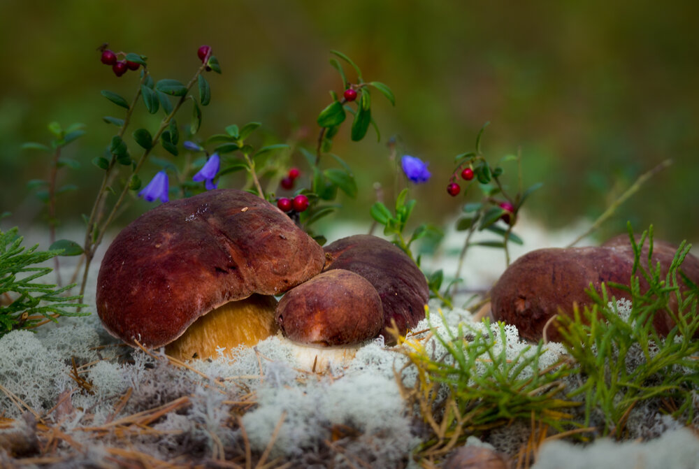 Photograph by Александр Чазов