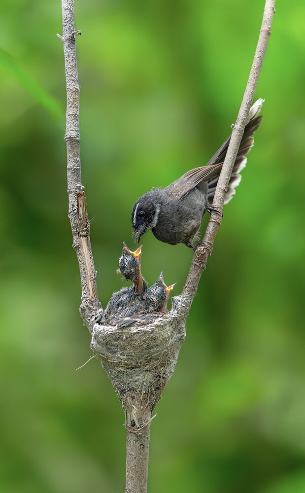 White Throated Fantail