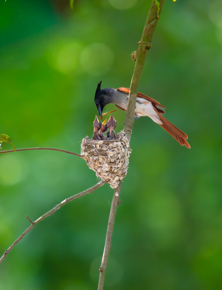 Photograph by Binit Chatterjee