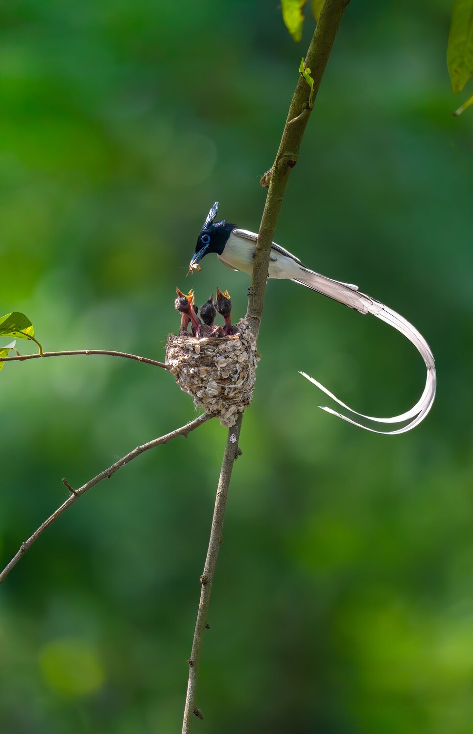 Indian Paradise Flycatcher