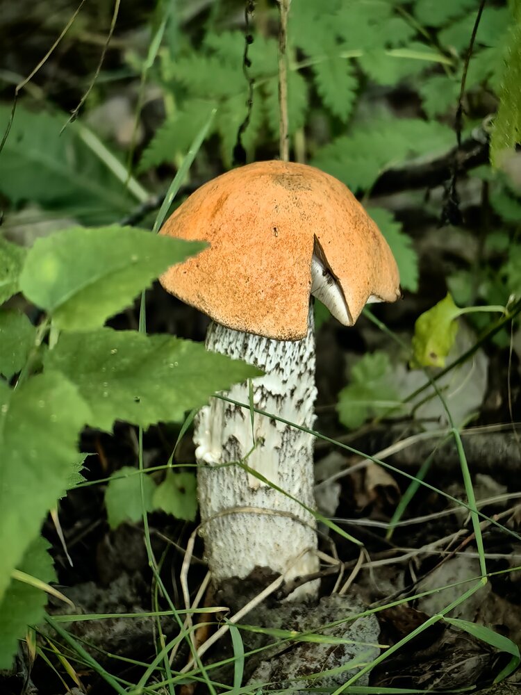 Photograph by Юлия Горелова