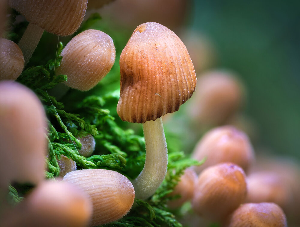 Photograph by Владимир Сковородников