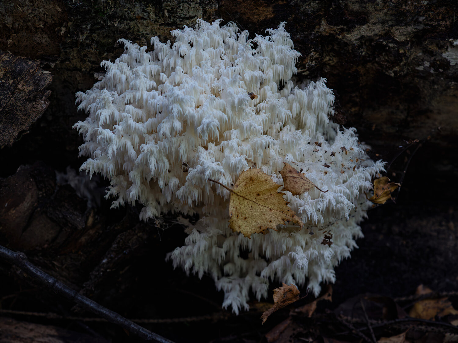 Photo #13918300