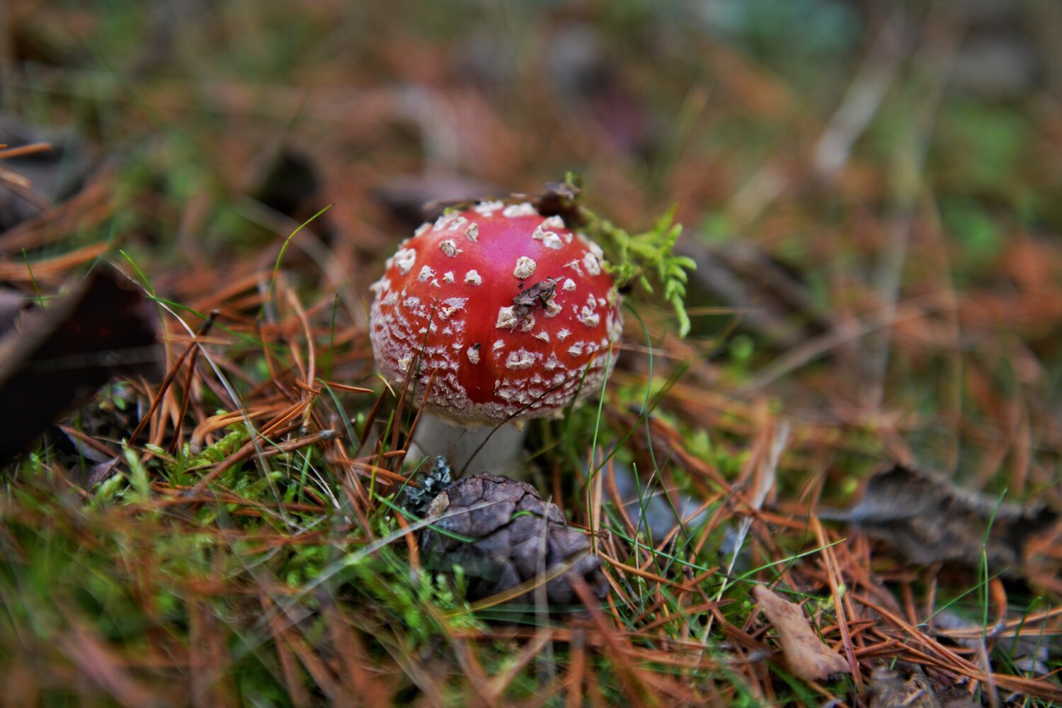 Photo #13918427