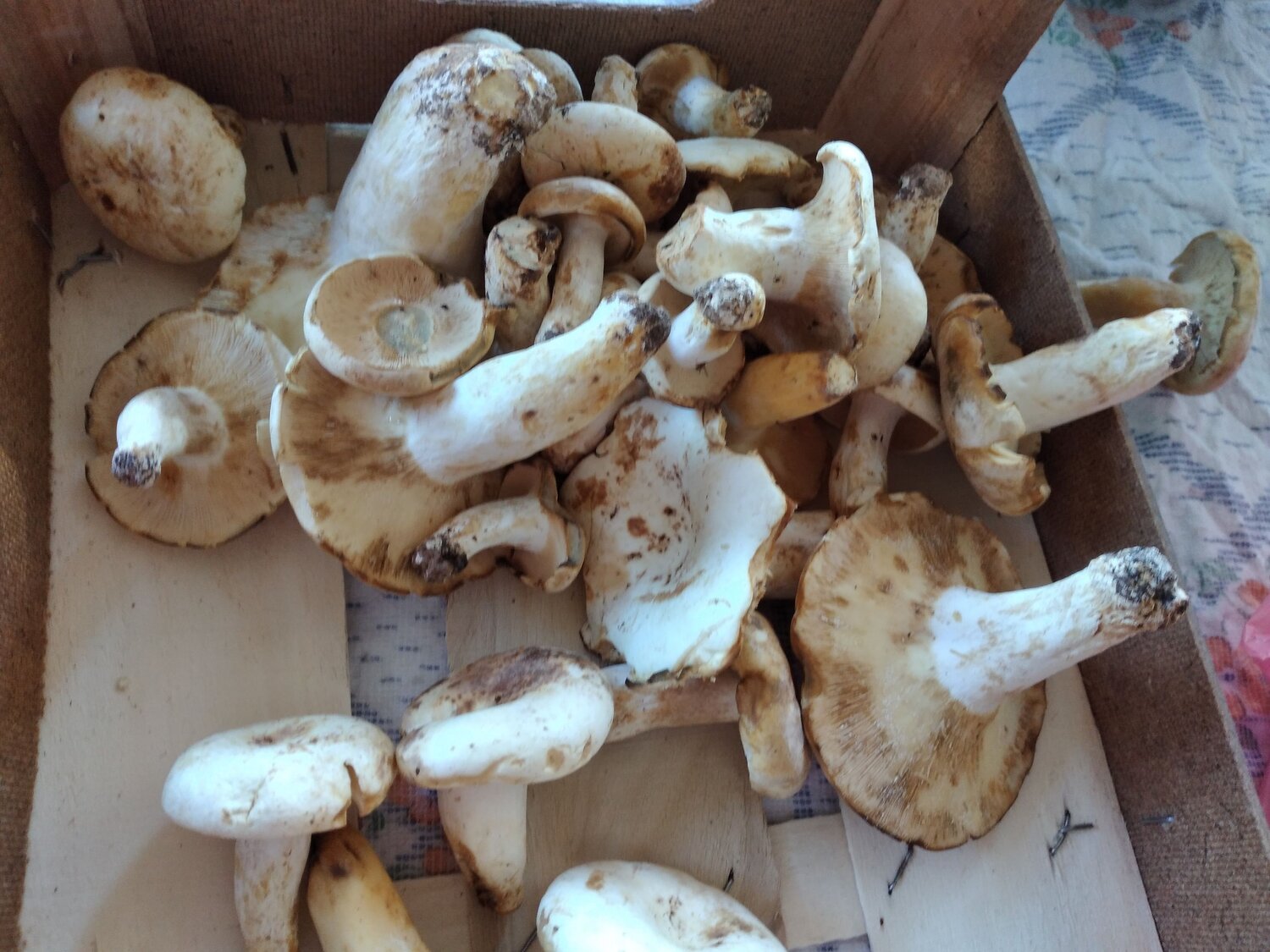 Photo #13918457