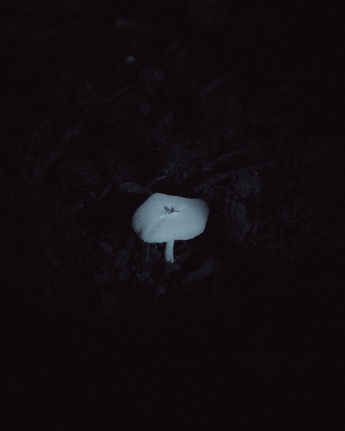 Photo #13918494