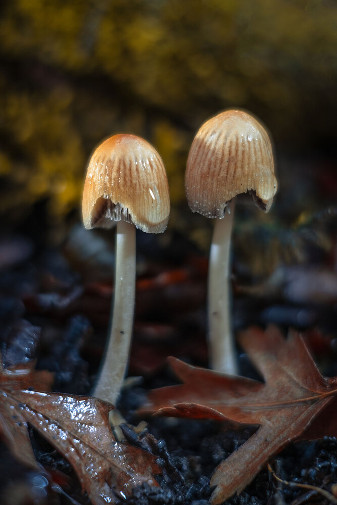 Photograph by Владимир Сковородников