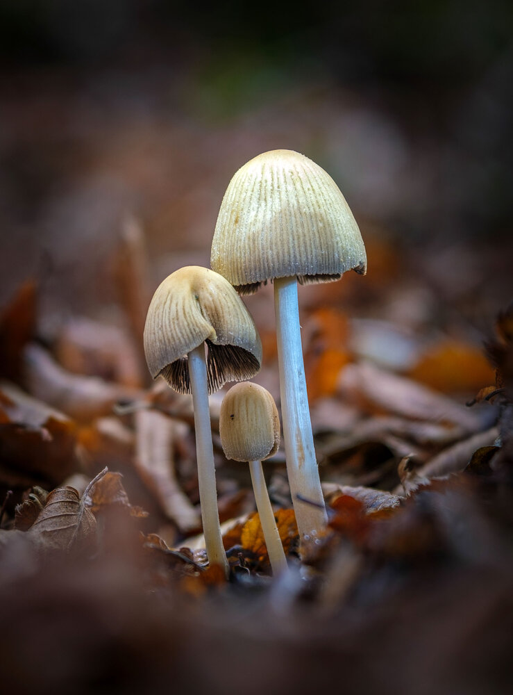 Photograph by Владимир Сковородников