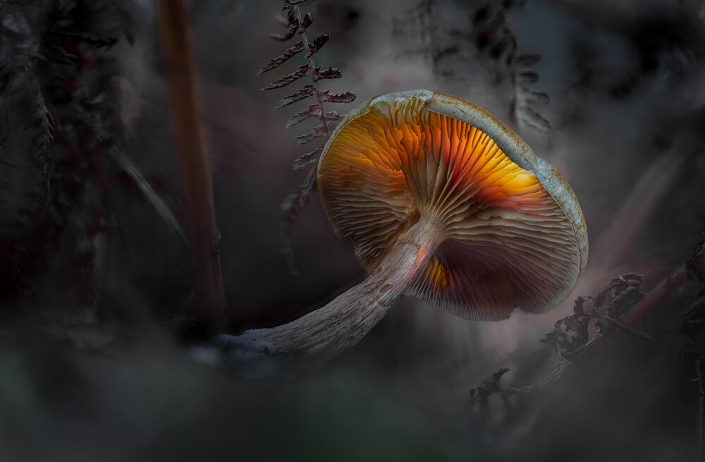 Photograph by guntis zebergs