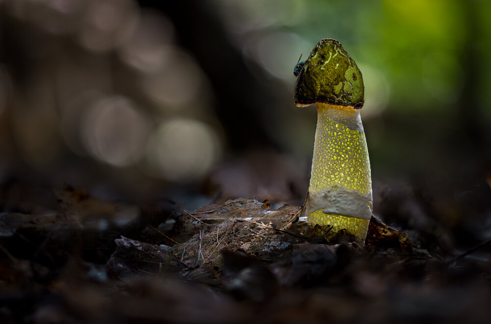 Photograph by guntis zebergs