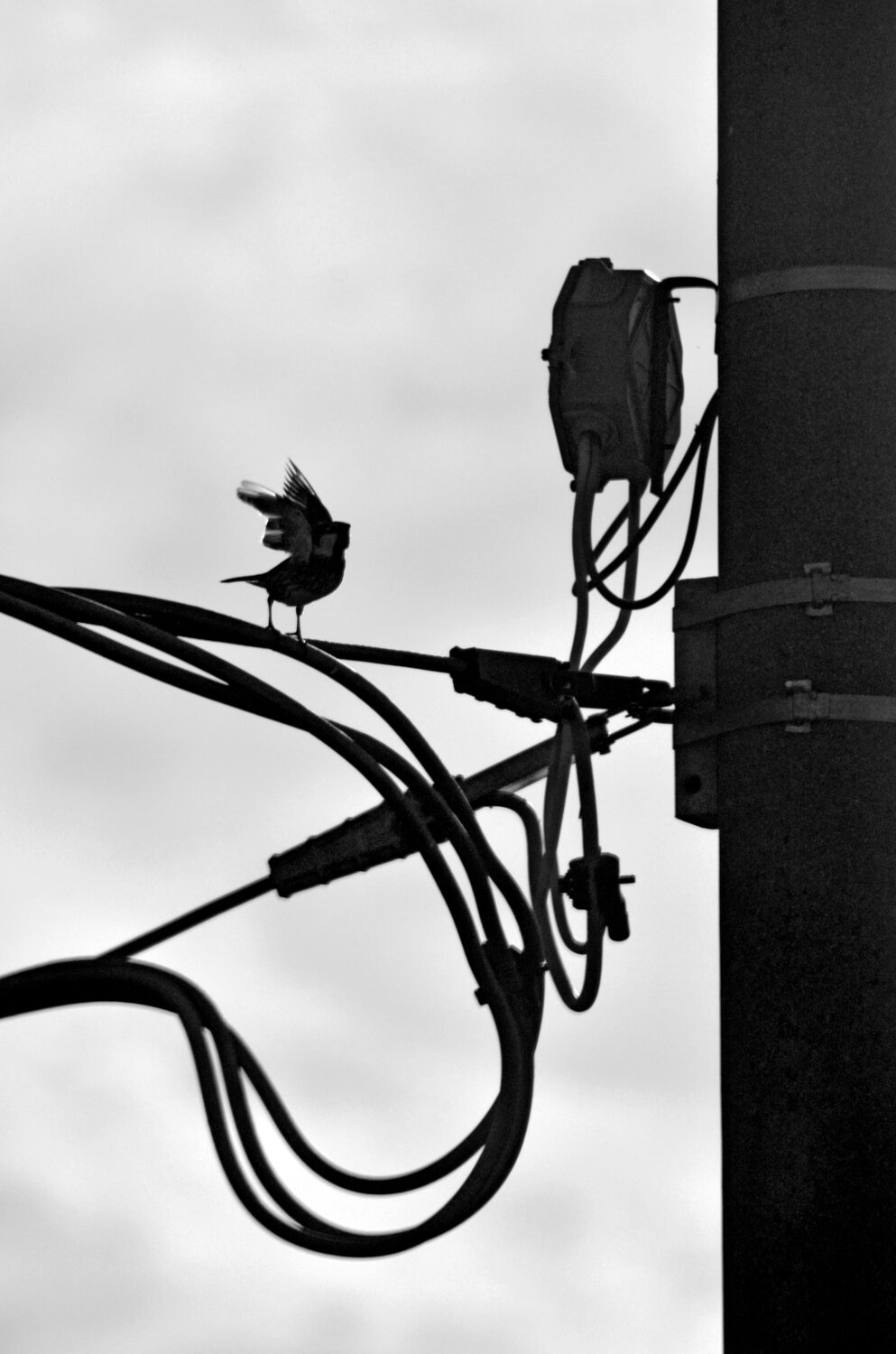 Photo #13918573
